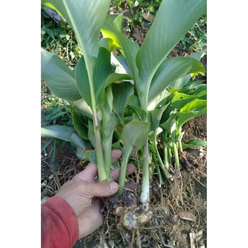 Jual 2 bibit ganyong putih siap tanam