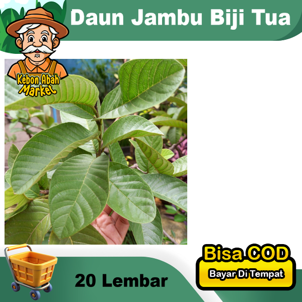 

Daun Jambu Biji Tua Segar 20 Lembar Obat Herbal