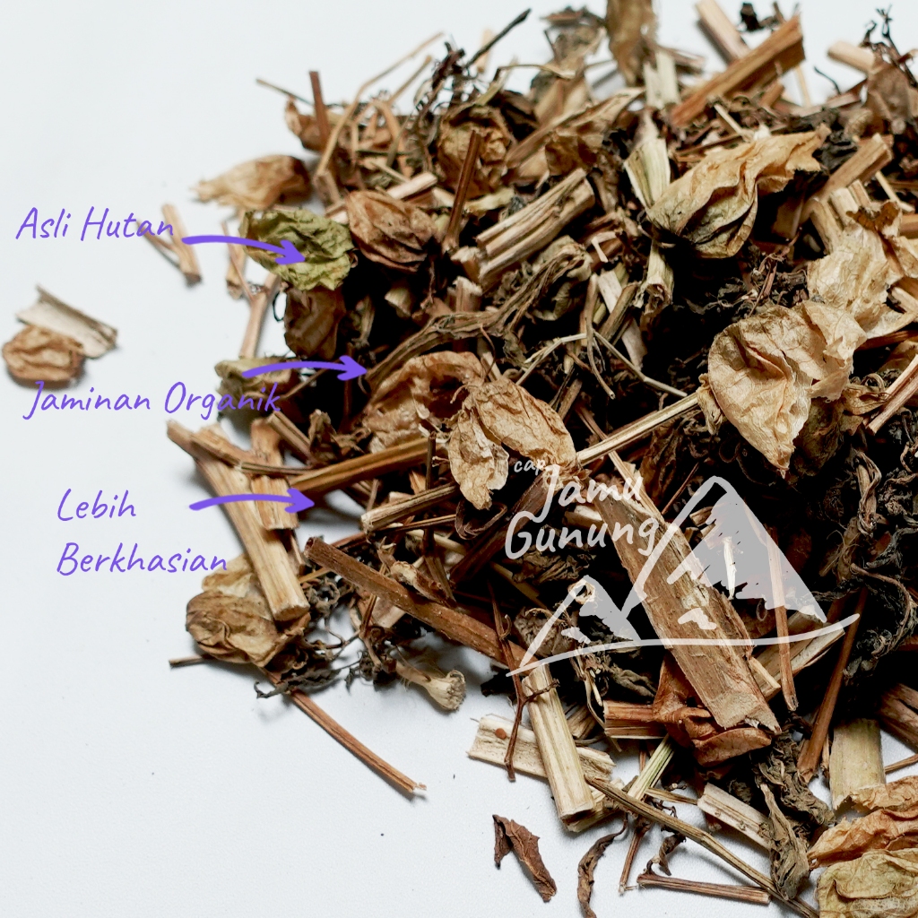 

Daun Ciplukan Kering 250gr Asli Cecendet