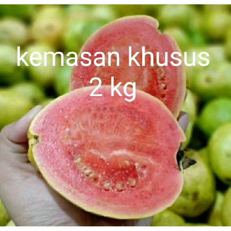 

jambu merah kemasan 2 kg lebih murah