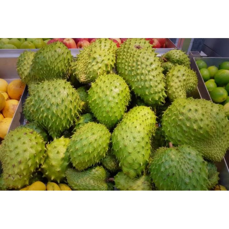 

buah sirsak tua segar /pcs