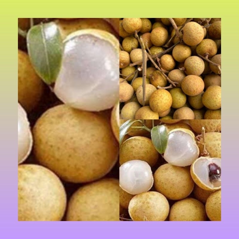 

Buah Lengkeng segar | Buah lengkeng manis | Lengkeng segar fresh | buah Lengkeng