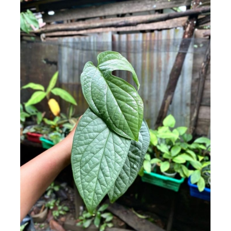 amydrium silver plantinum sp borneo