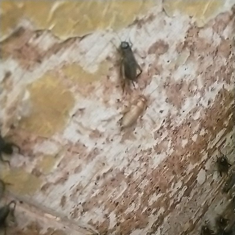 jangkrik alam hidup 50g