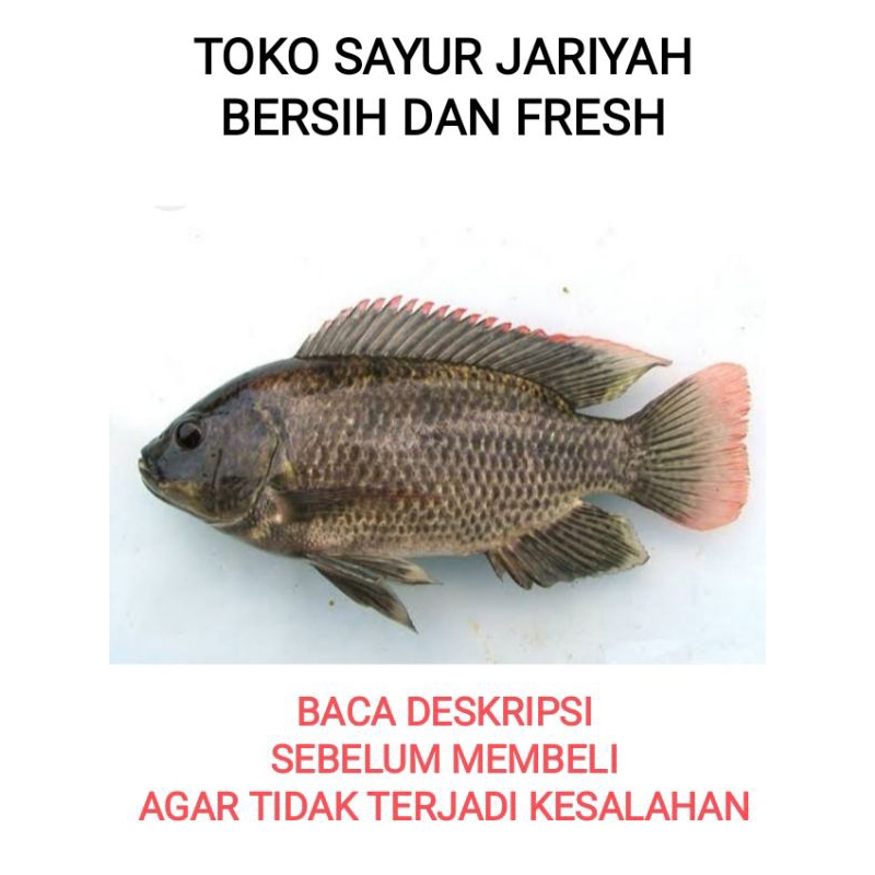 

IKAN NILA/ MUJAIR