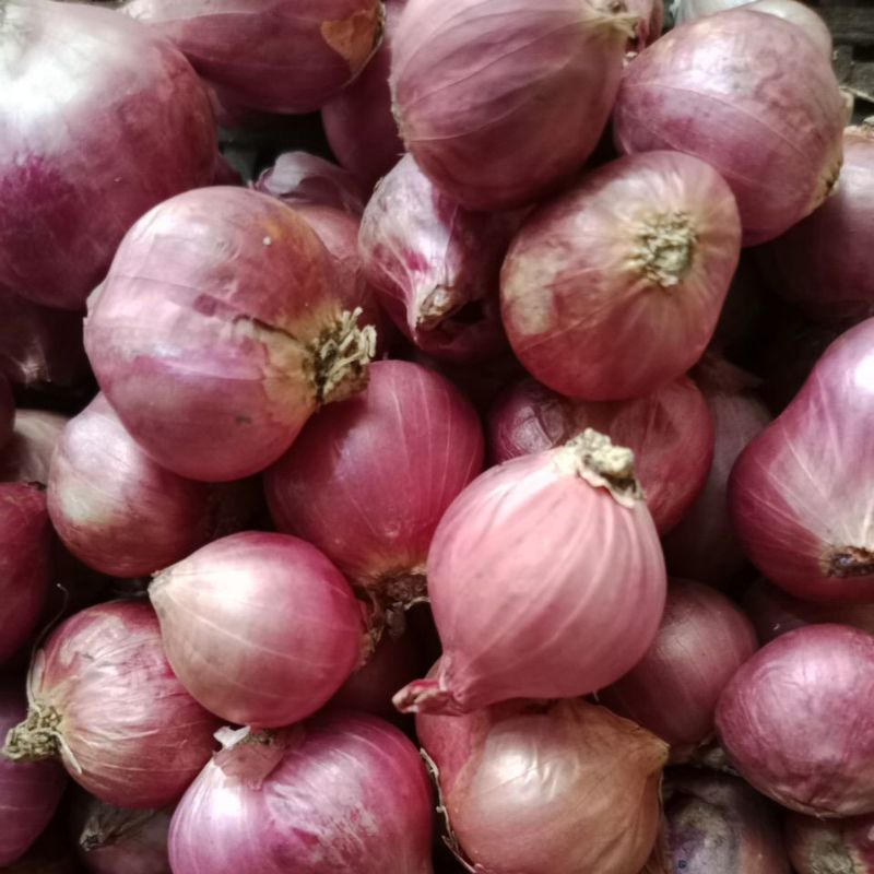 

Bawang merah Bima Sedang