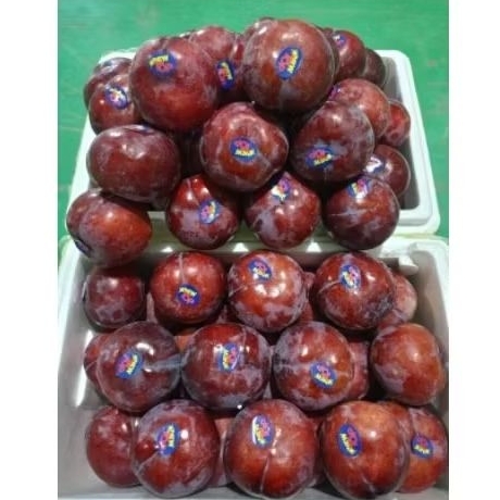 

buah plum