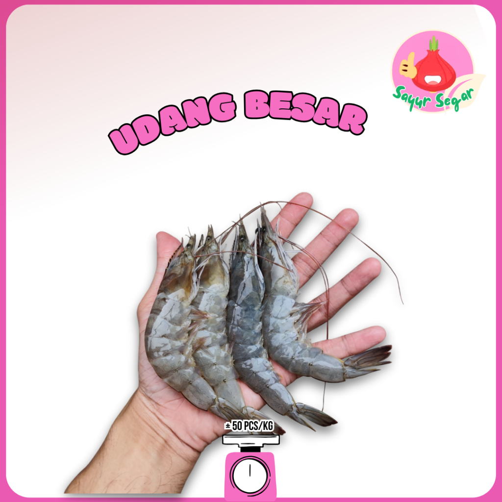 

Sayur Segar - Udang Super Besar Segar / Fresh Big Shrimp