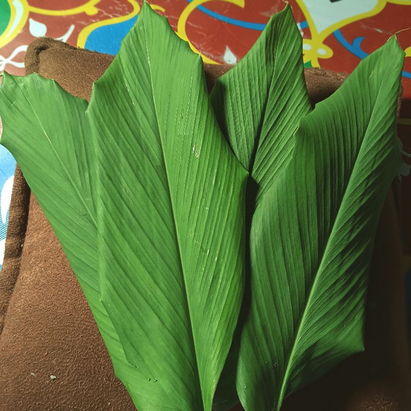 

100 GRAM DAUN KUNYIT FRESH DAN ORGANIK