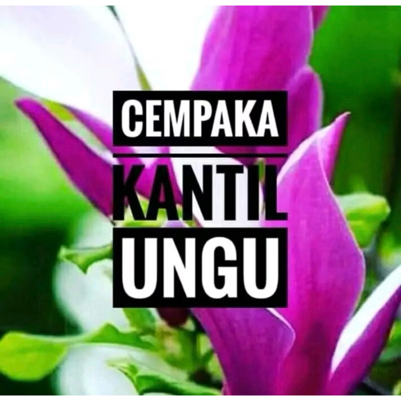 Bibit Bunga Cempaka Ungu Atau Kantil Ungu