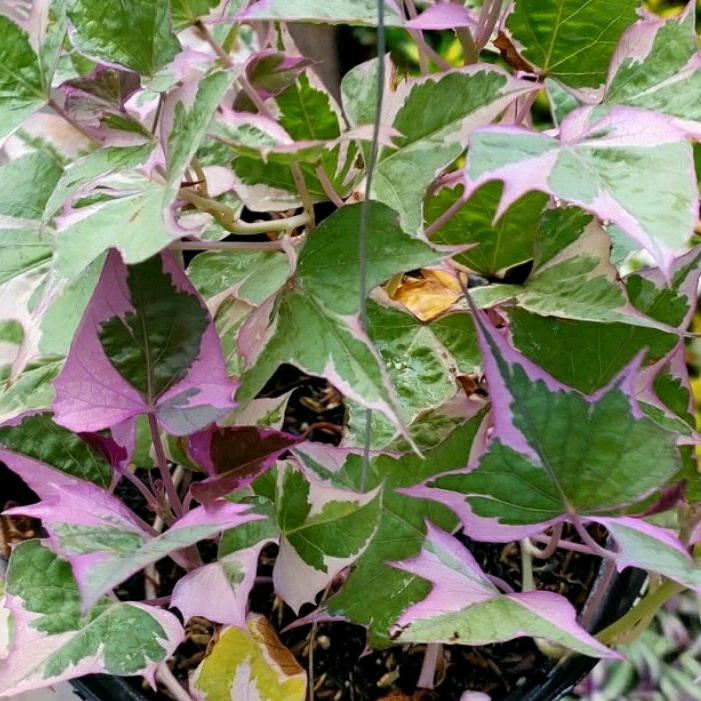 Tanaman Umbi Ungu varigata ubi jalar hias