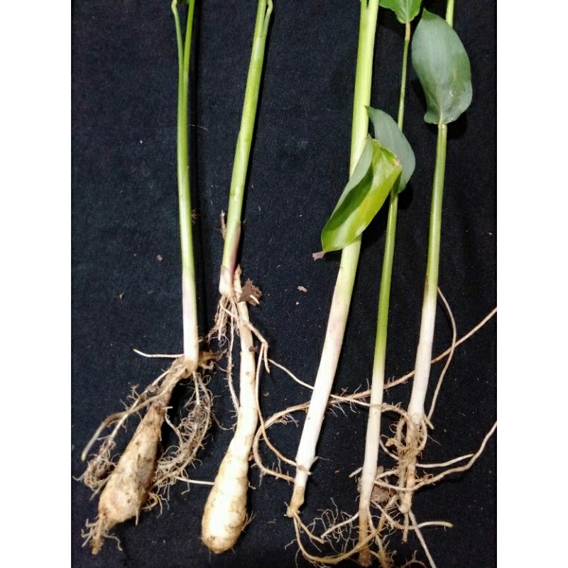 UBI GARUT/IRUT/ANGKRIK/PATAT