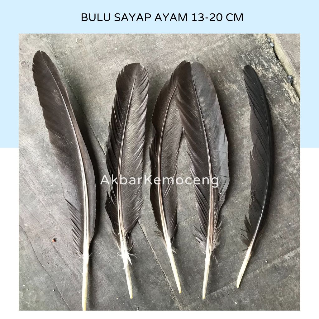 BULU AYAM BAGIAN SAYAP JAGO BANGKOK PANJANG 13-20 CM. BULU AYAM SAYAP BENGKOK JAGO WARNA HITAM PUTIH