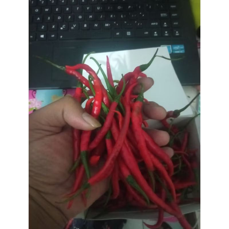 

Cabe keriting merah 1 kg