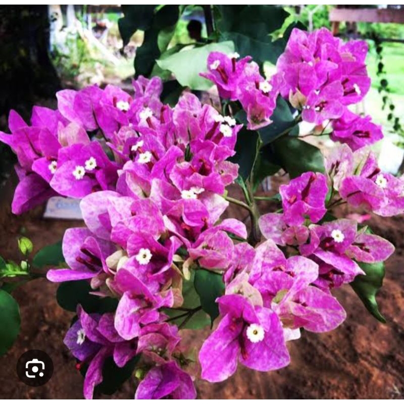 bibit bugenvil Vietnam Splash