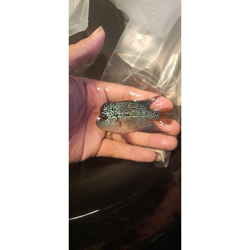 Mainan ikan louhan srd/kanfa Aquarium