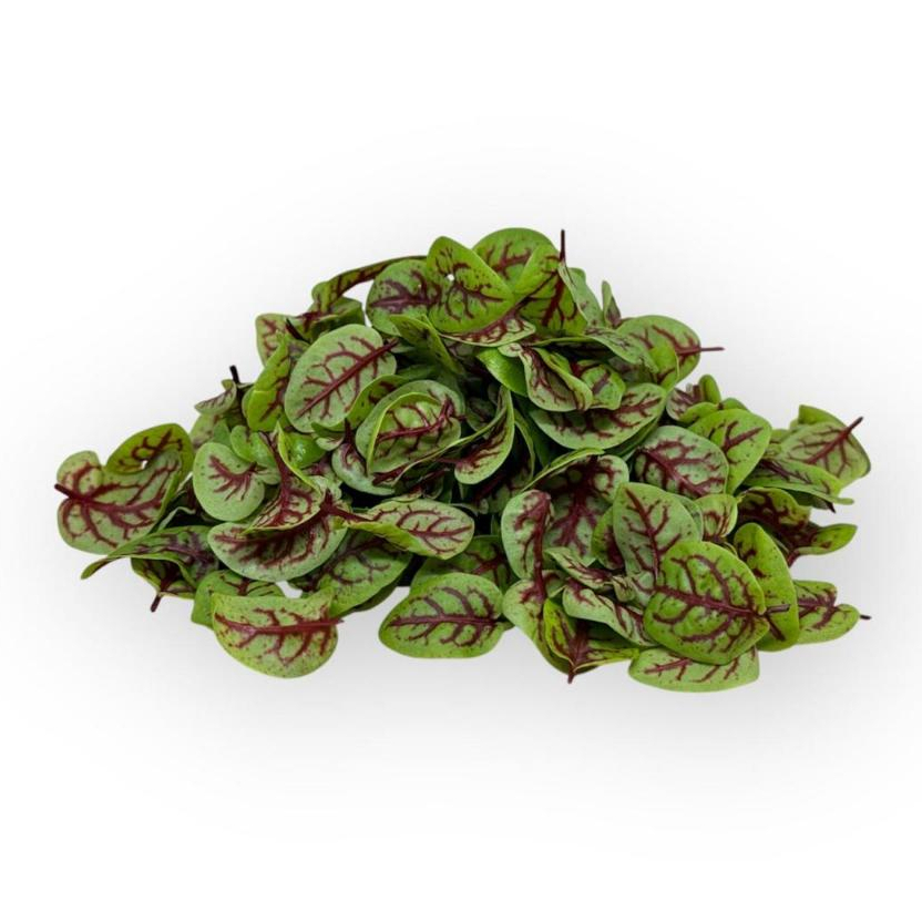 

MICROGREEN Red Vein Sorrel 20gr – Red Sorrel - Sayur Mini - Kropnation