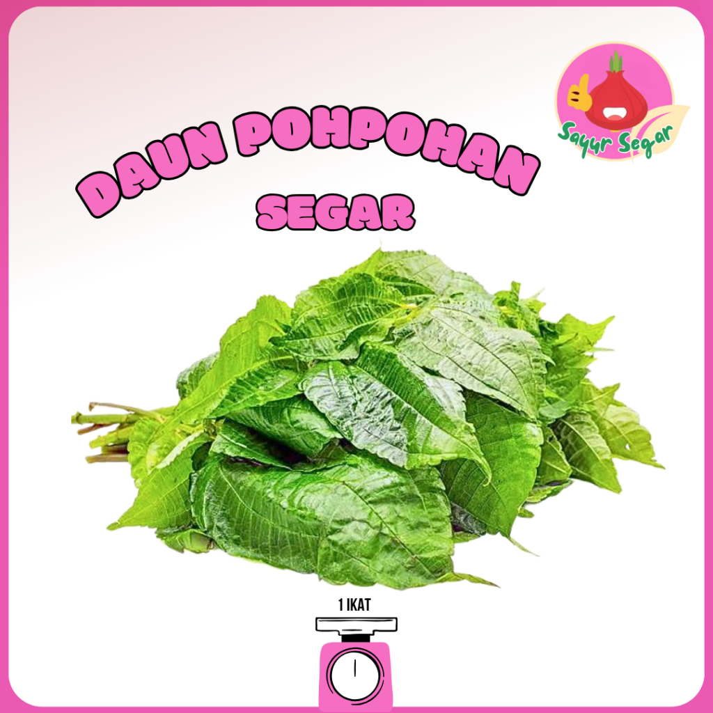 

Sayur Segar - Daun Pohpohan/Pohpohan Leaves 1 Ikat