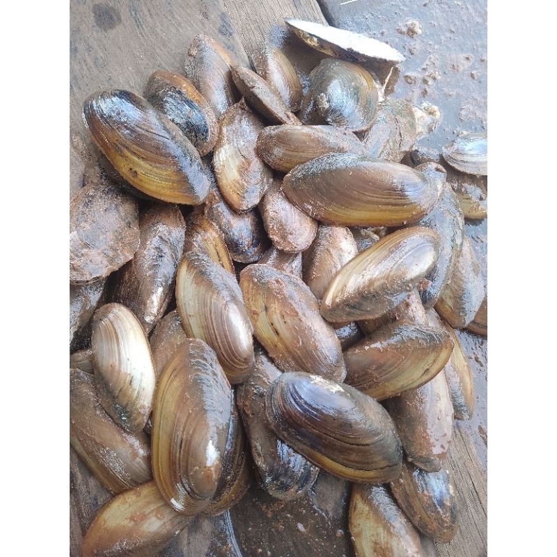 

paket 250g kerang air tawar atau kijing