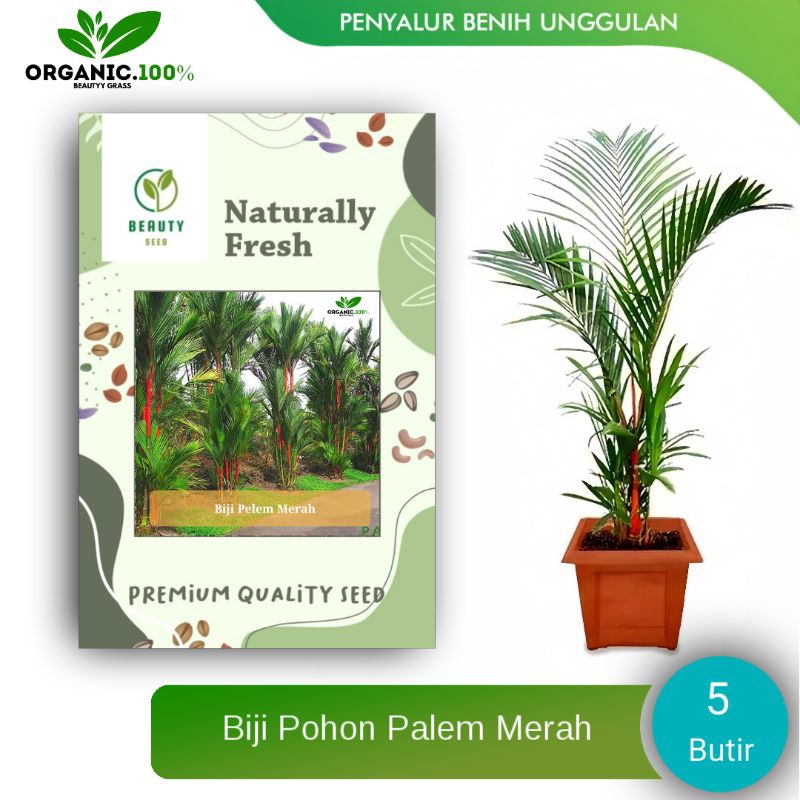 5 Benih Biji Palem Merah - Biji Palem/Pinang Merah/Lipstik Palm Siap Semai
