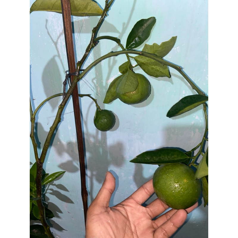 

bibit jeruk sunkist madu jumbo kondisi berbuah besar