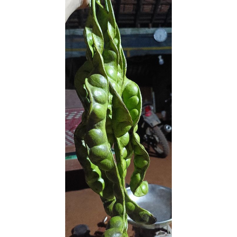 

petai masak pohon warna hitam per ikat isi 10 papan atau 10 lonjor