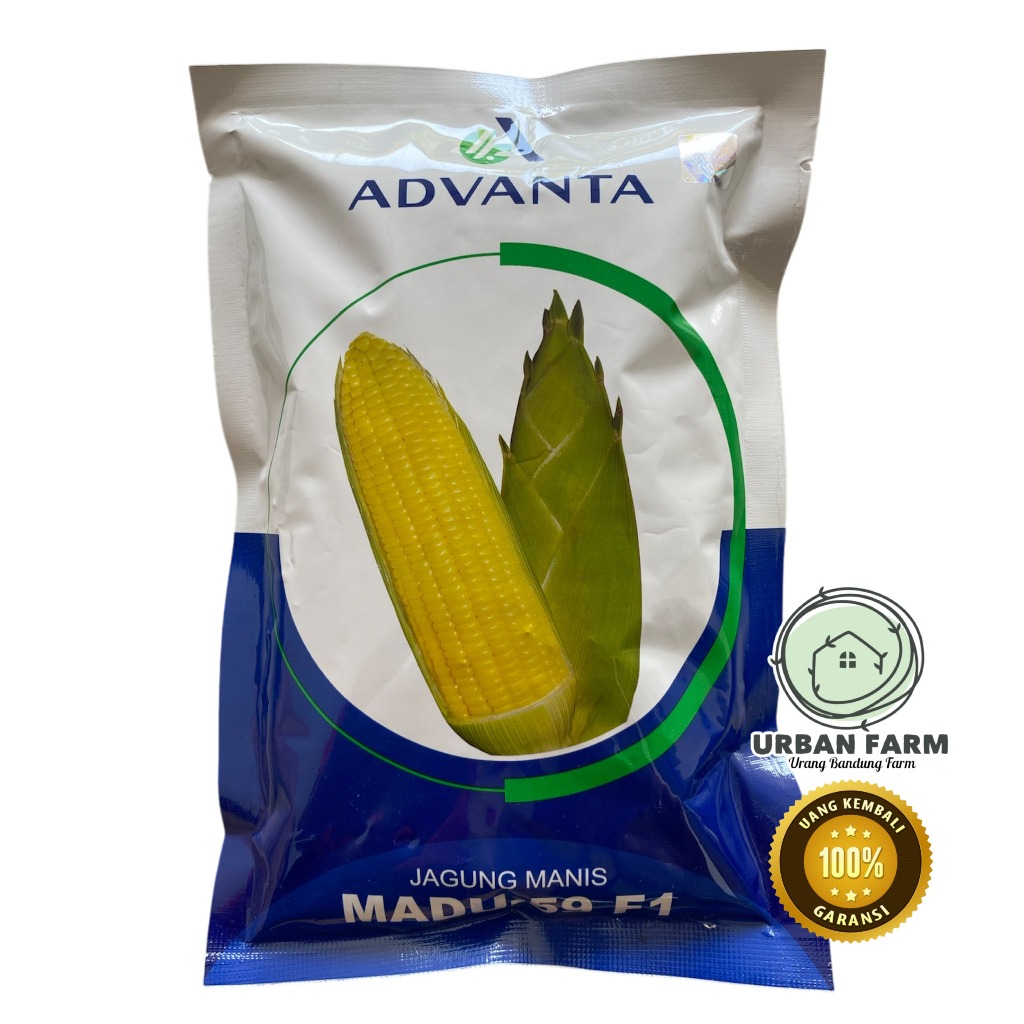 Benih Jagung Manis MADU-59  F1 250gram - Benih Jagung Manis ADVANTA