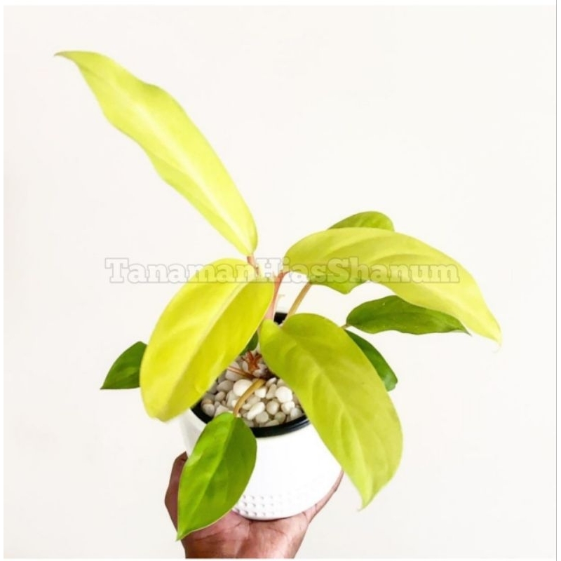 Promo COD tanaman hias sirih gading centong - philodendron lemon lime - Srigading centong - sirih ga
