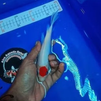 

Stiker koi tancho slayer 20cm original patern