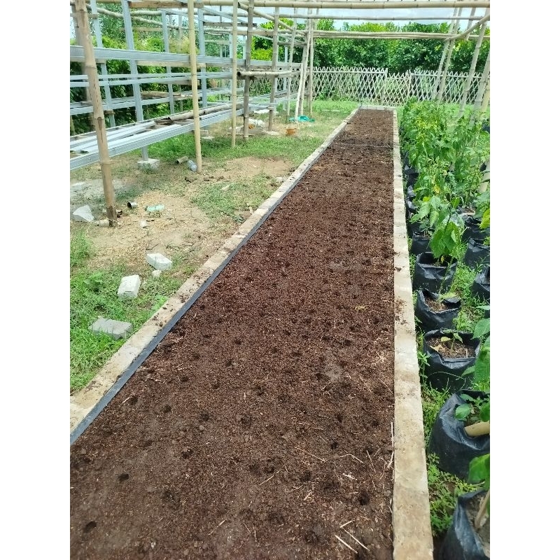 

Bibit semangka