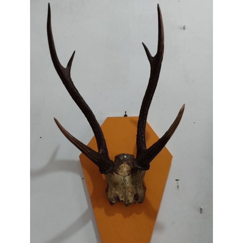 hiasan dinding kepala rusa /tanduk rusa asli 100%