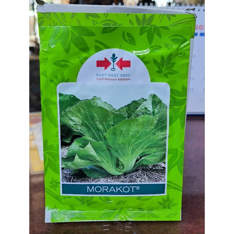 Benih bibit sawi Pahit Morakot