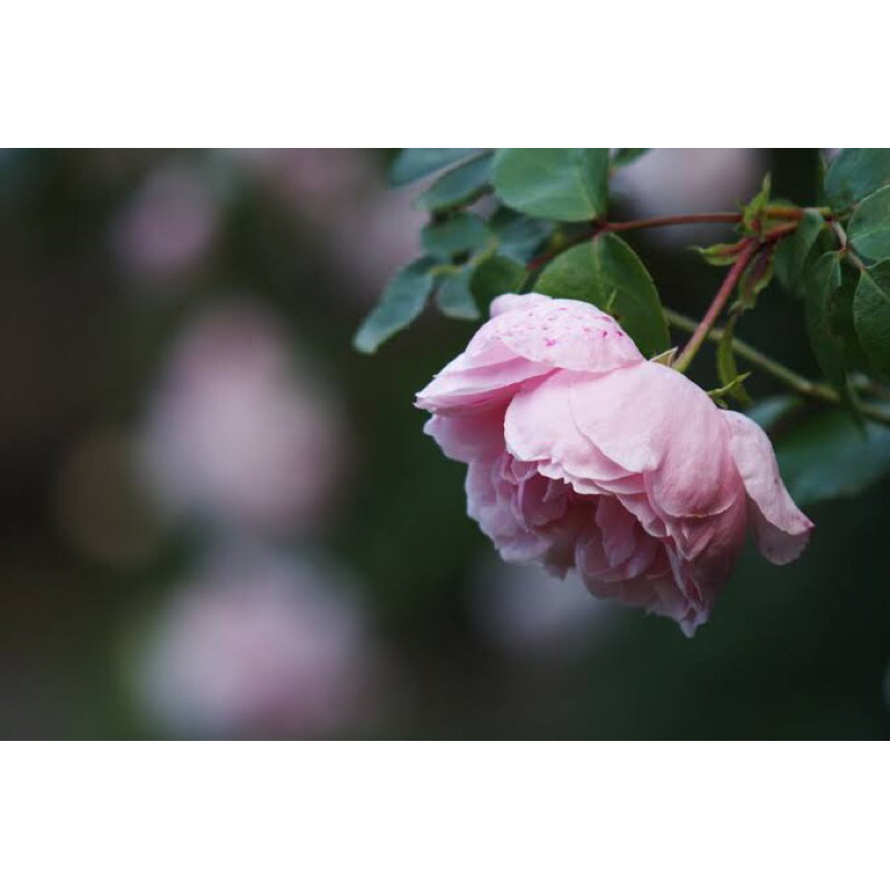 Lensa Asahi super Takumar 200mm f5.6 m42 mount like new.