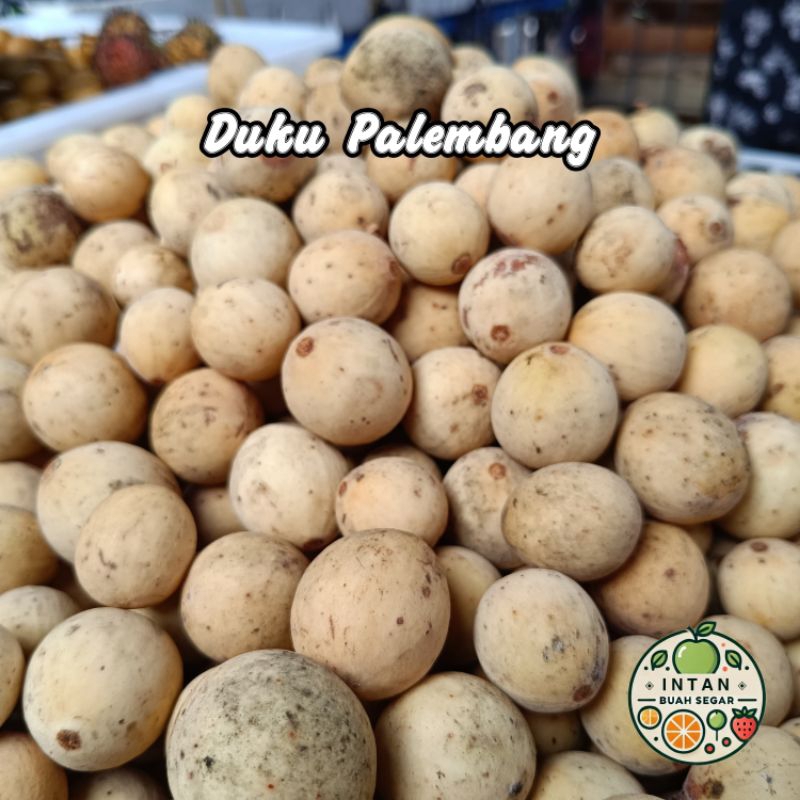 

BUAH DUKU PALEMBANG 500 GRAM MANIS FRESH // TOP BUAH SEGAR