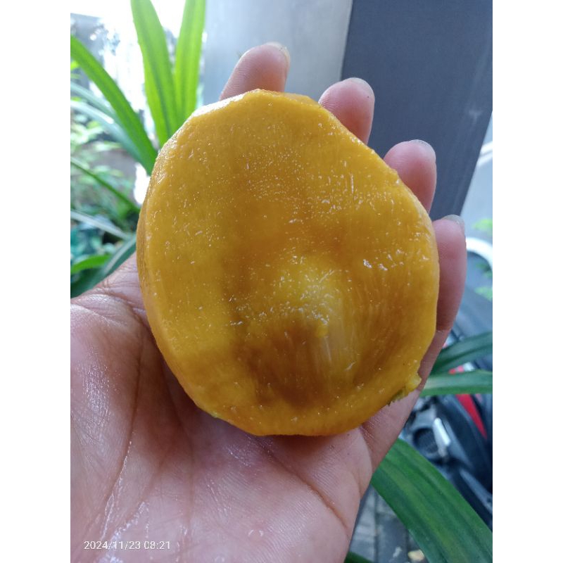 

Mangga Legend Lalijiwo Talijiwo