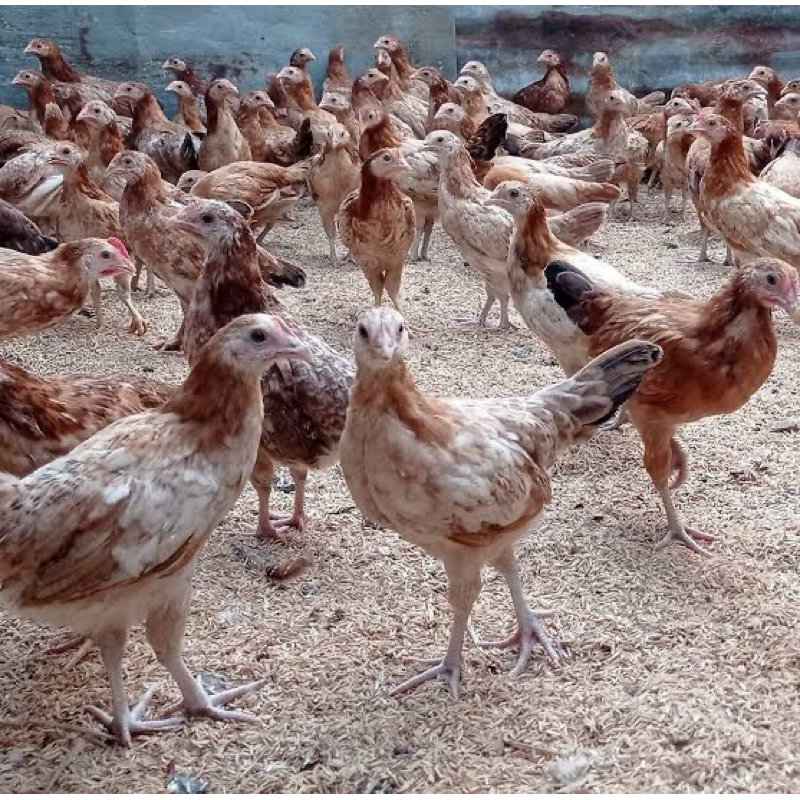 TELUR FERTIL AYAM ELBA PETELUR HANDAL INDUKAN TERSELEKSI UNTUK DITETASKAN