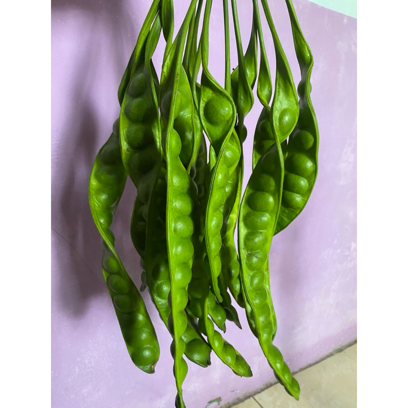 

Pete SUPER harga grosir isi 5 lonjor