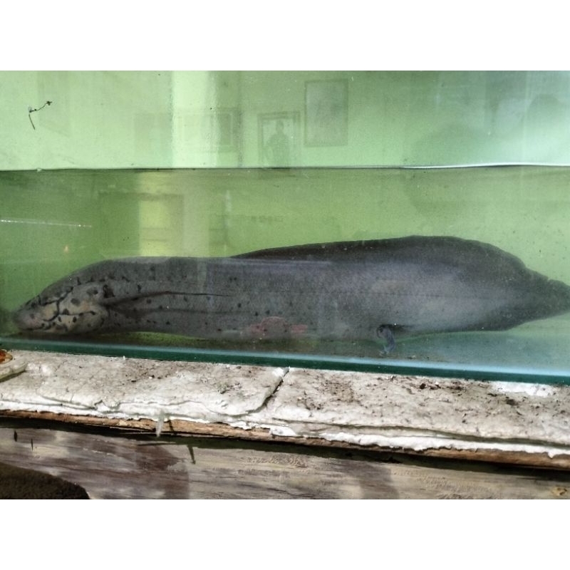 mainan African lungfish