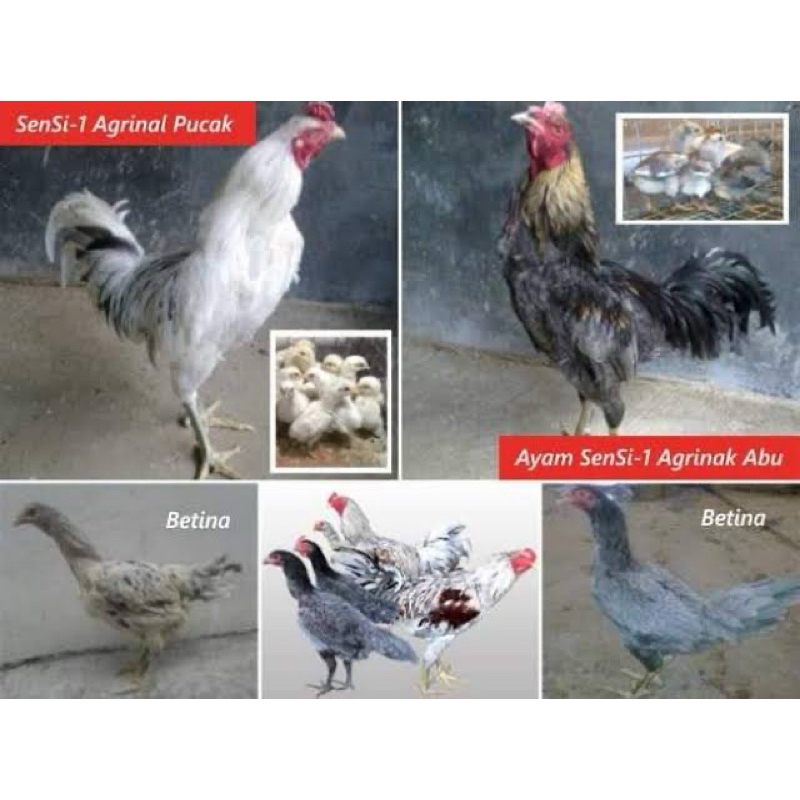 

TELUR FERTIL AYAM SENSI MULTIGUNA INDUKAN TERSELEKSI UNTUK DI TETASKAN