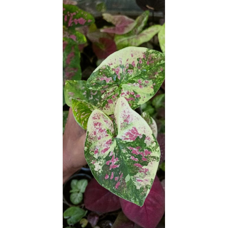 caladium YMK