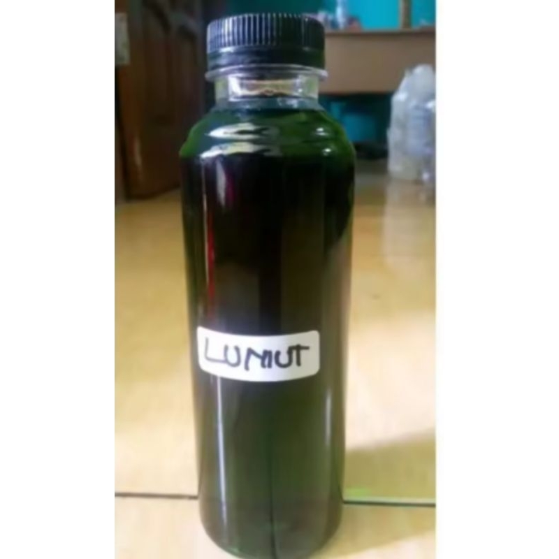 esen biang lumut murni