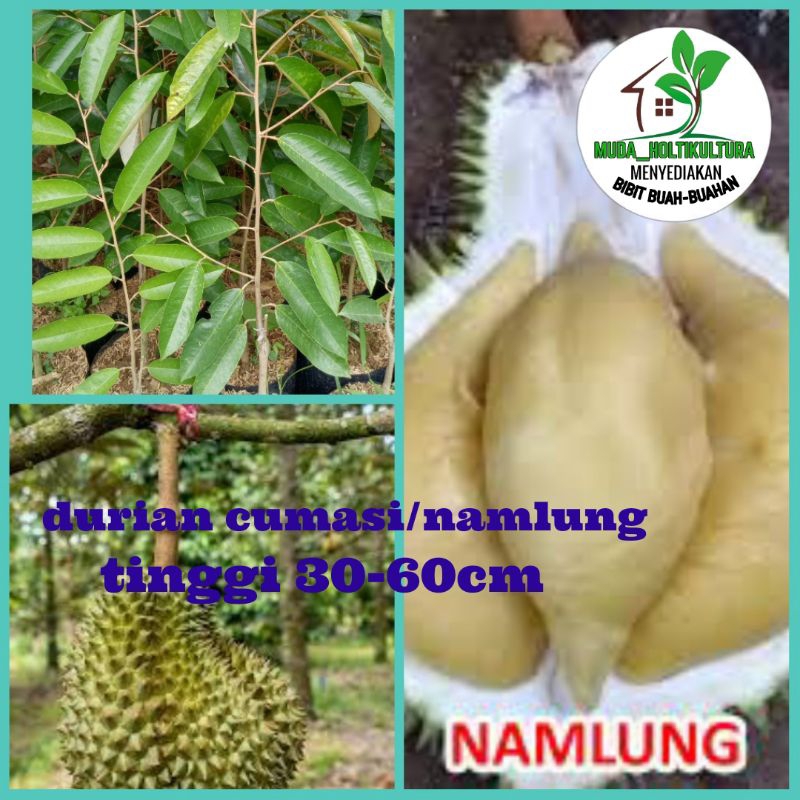 durian cumasi/namlung.bangka Belitung