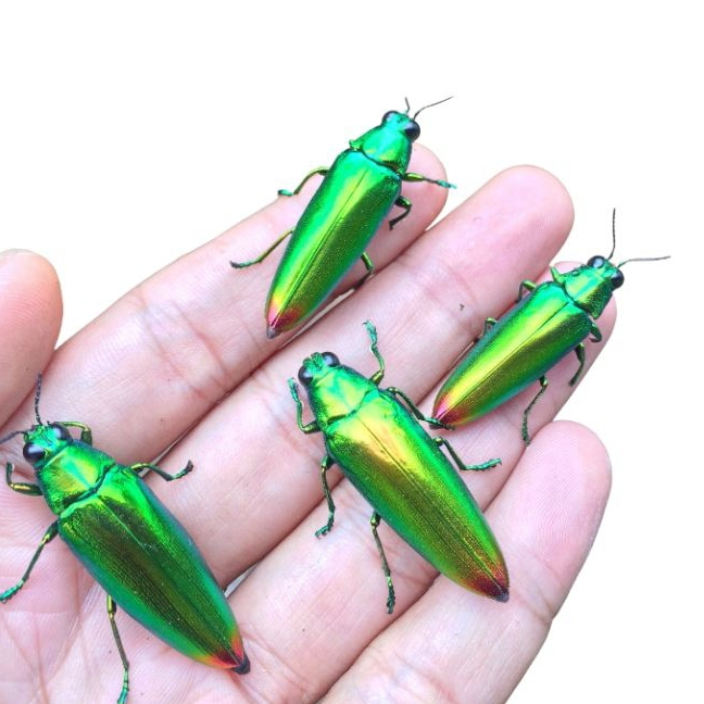 Samber Lilin Hidup / Samber iler / Kumbang Hijau / Kumbang Permata / Samber Milen / Samberlilin asli