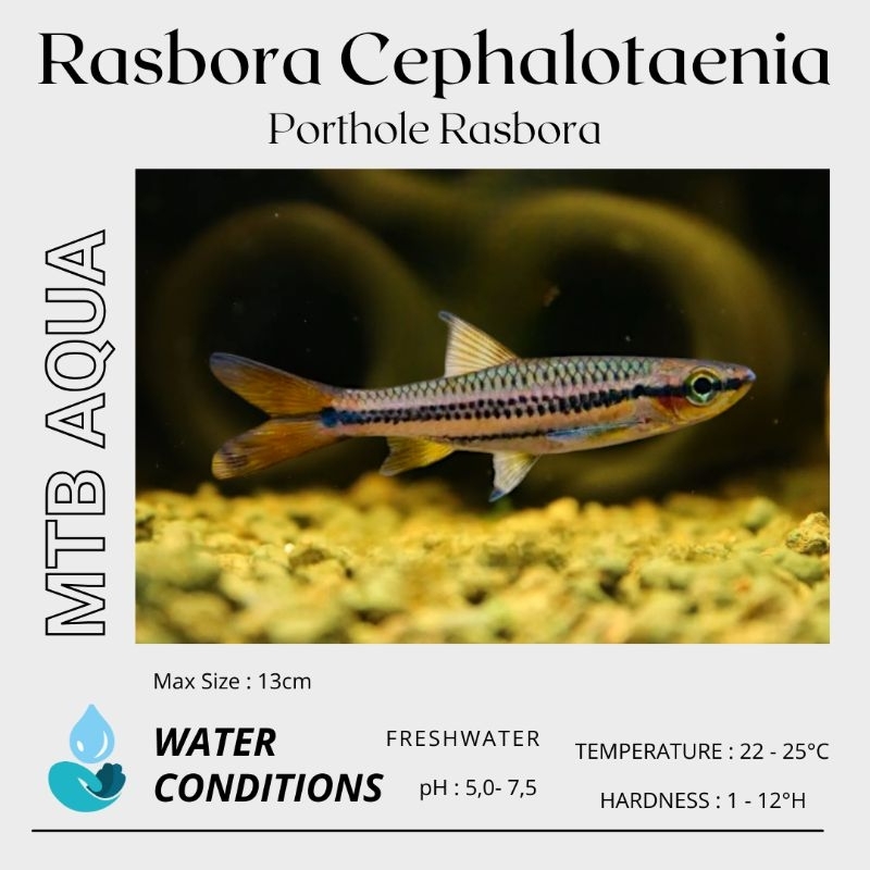 Rasbora Cephalotaenia / Porthole Rasbora