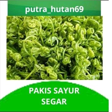 

PAKIS SAYUR SEGAR FRESH 1 IKAT