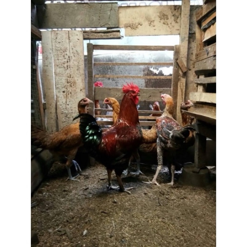 FGFG56846 TELUR FERTIL AYAM LARMOD JUMBO INDUKAN TERSELEKSI UNTUK DI TETASKAN 564568