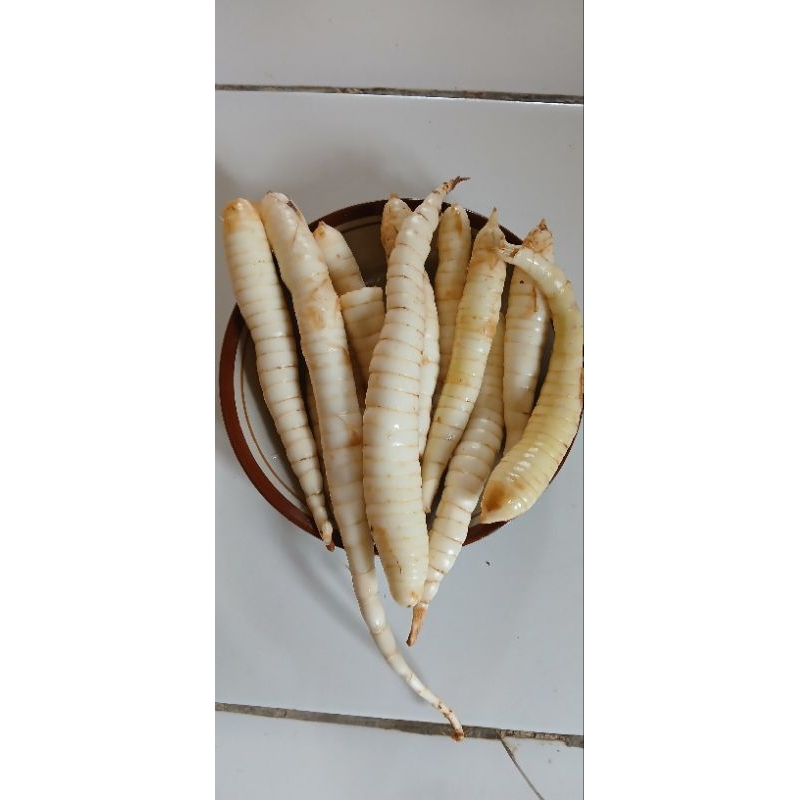 

Umbi Garut Tarigu Obat Asam Lambung per 1kg