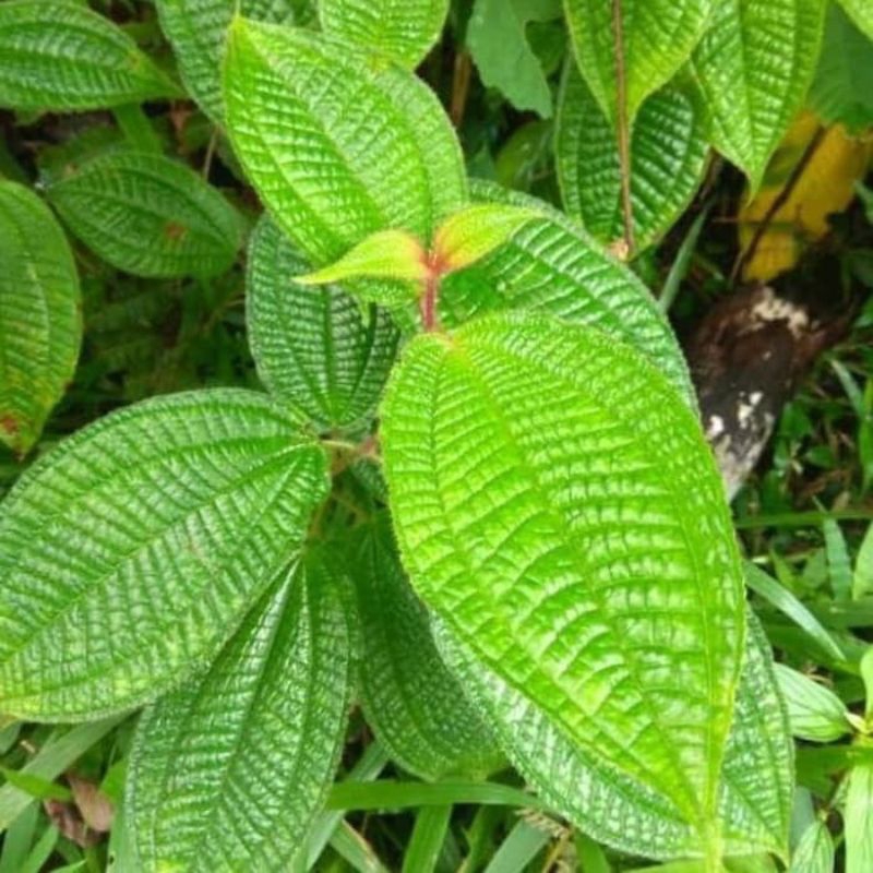 

DAUN HARENDONG BULU SEGAR 50lem