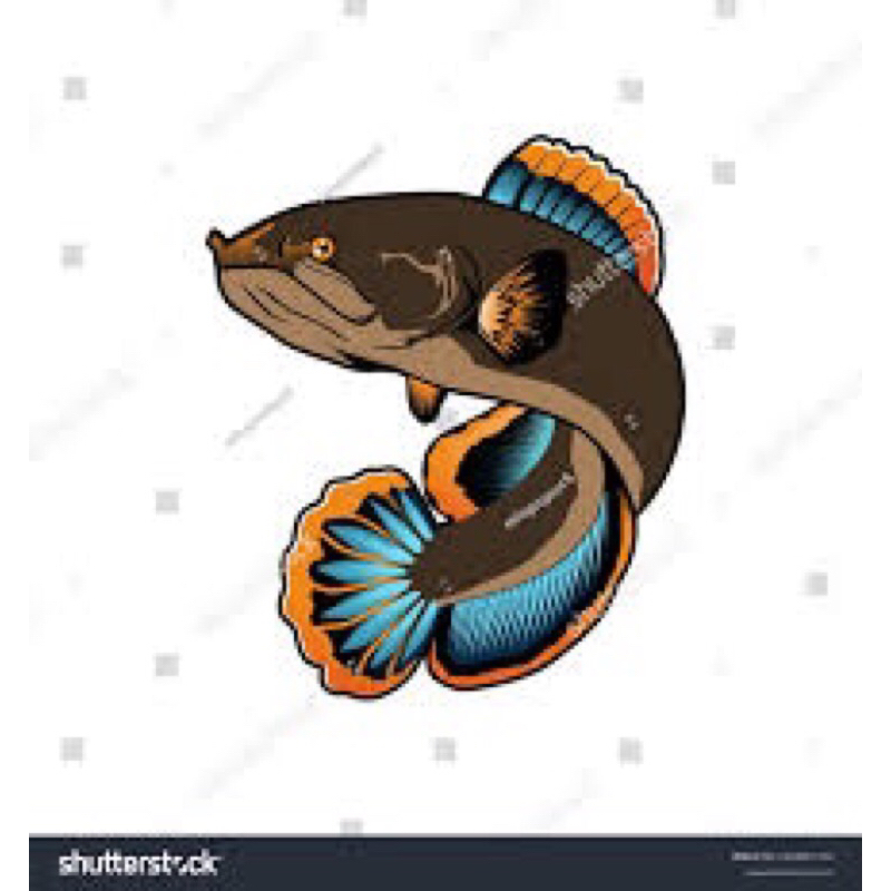 setikerr cana limbata