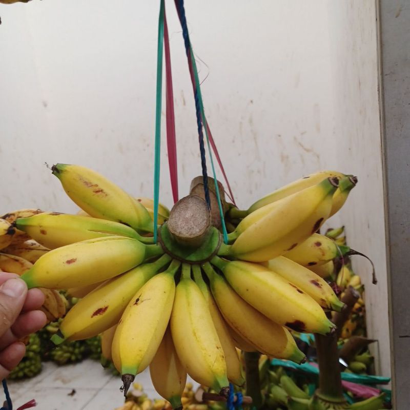 

Pisang Moli